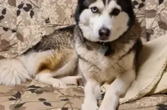Собака хаски найдена в СНТ Тайга, Домодедовский район.