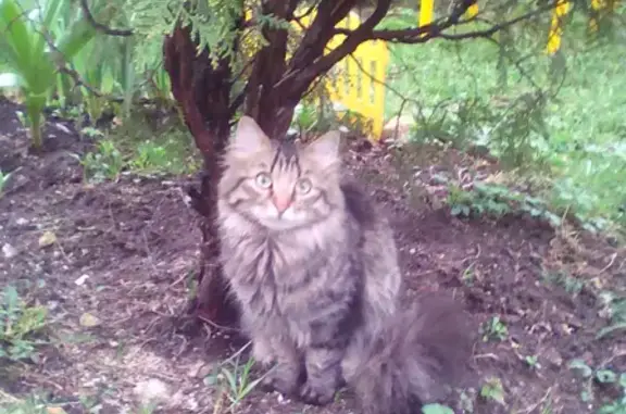 Кошки потеряшки, Санкт-Петербург, фото: Потеряшка кот Шерик в пос. Парголово, ищем любую информацию.