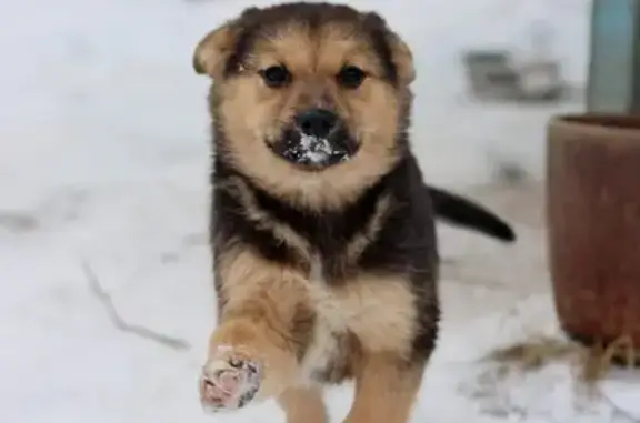 Найдена собака в районе Ясенево, Москва - спасите щенков и их мать!
