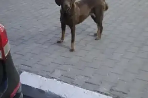 Найдена собака на Набережной, ищут хозяев (УлГУ, 4)