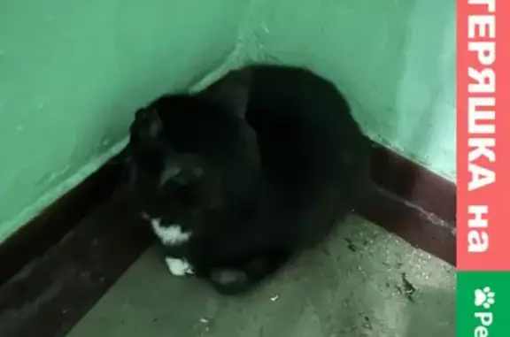 Найдена чёрная пепельная кошка на Задонском проезде в Москве