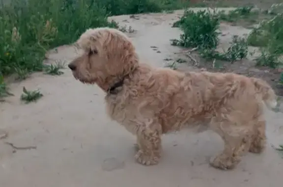 Пропала собака Чапа в с. Луговое, Тюменская область