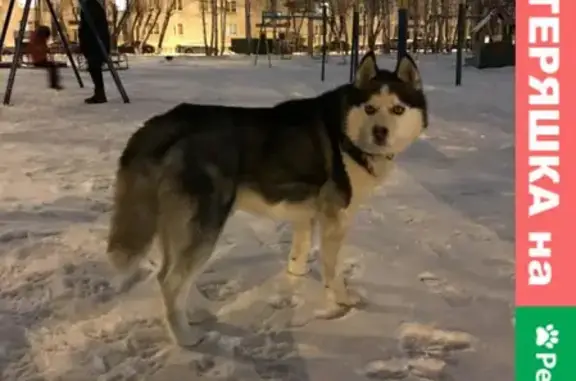 Найдена собака на улице Воровского в Тюмени
