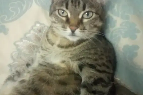 Кошки потеряшки, Ульяновск, фото: Потеряшка кошка Муся на Ульяновском проспекте 2