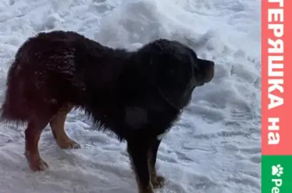 Найден чёрный пёс с ошейником на Лесной улице