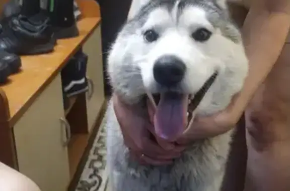 Найдена собака на улице Стороженко, 25