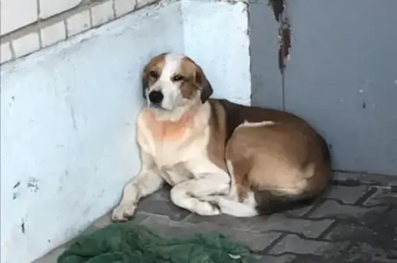 Найдена ласковая собака на ул. 40 лет Октября 43