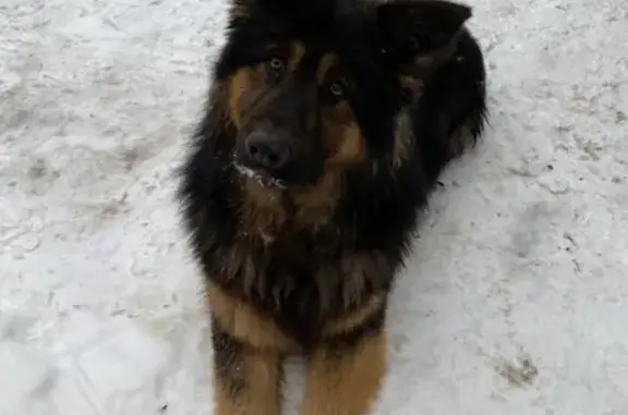 Объявления о пропавших и найденных животных, Москва, фото: Найден молодой кобель без ошейника в Новой Москве, Толстопальцево