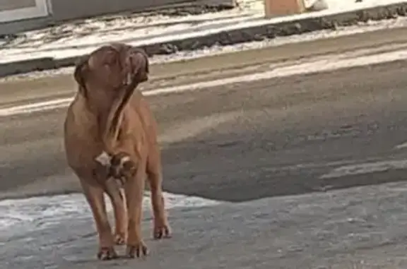 Пропала собака на площади Уралмаш, нужна помощь!