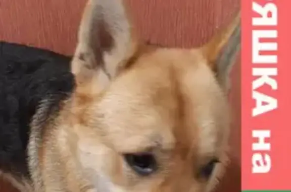 Найдена собака, Москва, фото: Найден кобель овчарки в Лесных Полянах, Московская область