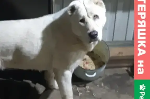 Найдена белая собака возле компании Аргус, адрес: Управленческий тупик 7/1, Самара