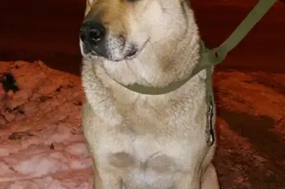 Найдена собака на ул. Окская, Калининград