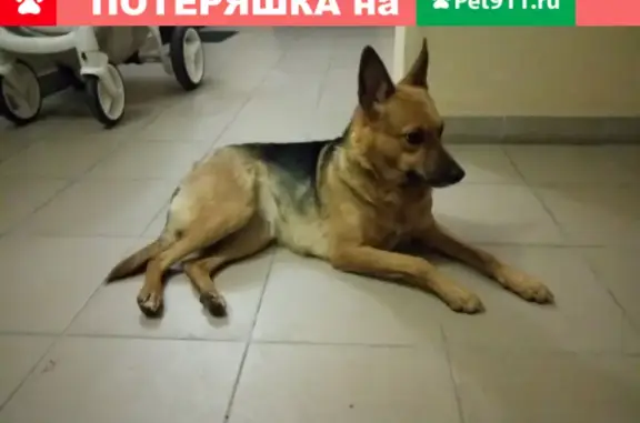 Собака найдена на улице Согласия, Калининград