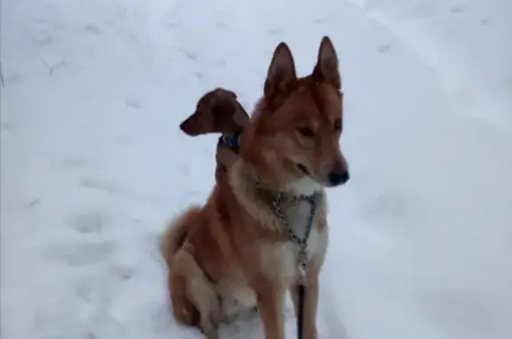 Собаки потеряшки, Петрозаводск, фото: Потеряшка собака в Новодревлянском сквере, ищем Рика!