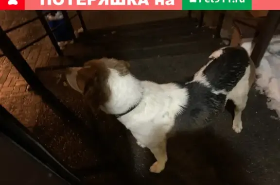 Собака найдена на улице Генерала Маргелова, 9А, Тула
