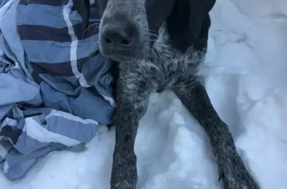 Найдена собака в районе Депо-2, г. Хабаровск (адрес: Тихоокеанская улица)