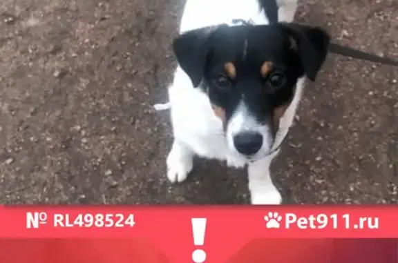 Собаки потеряшки, Санкт-Петербург, фото: Потеряшка собака Зак на пл. Тургенева, СПб