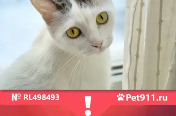 Кошки потеряшки, Санкт-Петербург, фото: Потеряшка кошка Луна на Дворцовой площади