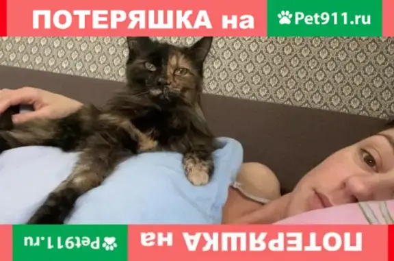 Пропала кошка Айза на Пролетарской