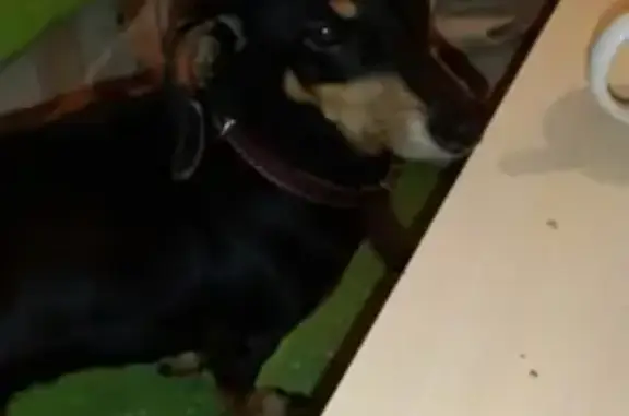 Потерянные животные Томск, фото: Пропала собака Джесика на Белой улице в Томске