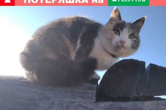 Пропала кошка Тася на Южной улице, Знаменский поселок