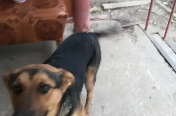 Найден пёс на Московской, 130 в Джанкое