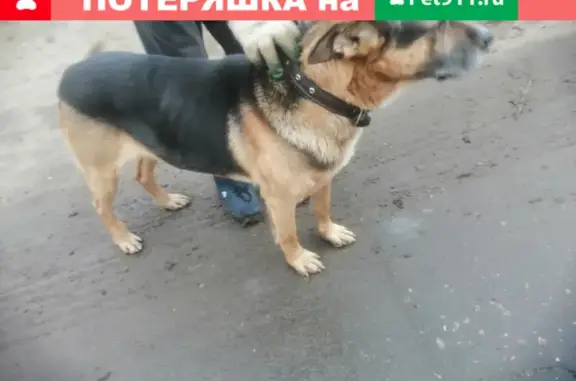 Найдена собака на Азовской, Воронеж