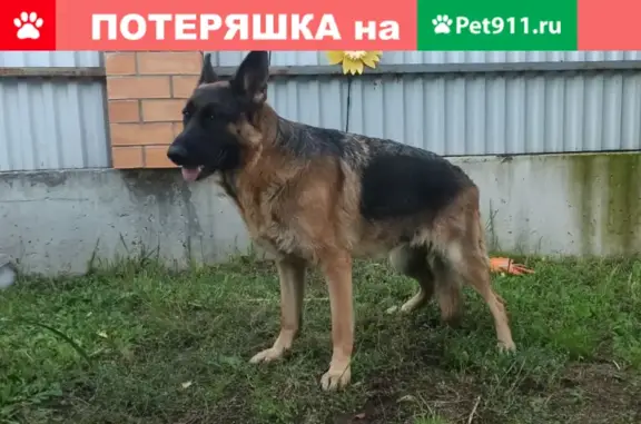 Пропала собака Дыня на Совхозной улице, 22