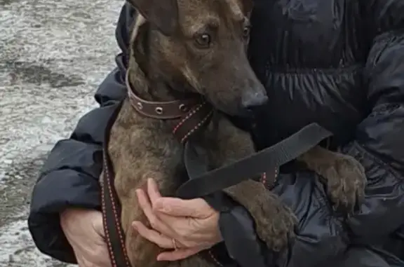 Найдена собака в Красноярске на ул. 9 Мая