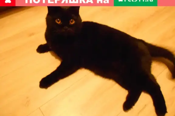 Кошки потеряшки, Тольятти, фото: Потеряшка кот Фрик на Ярославской улице