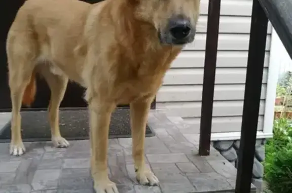 Пропала собака Оскар в посёлке Победа, Наро-Фоминский округ