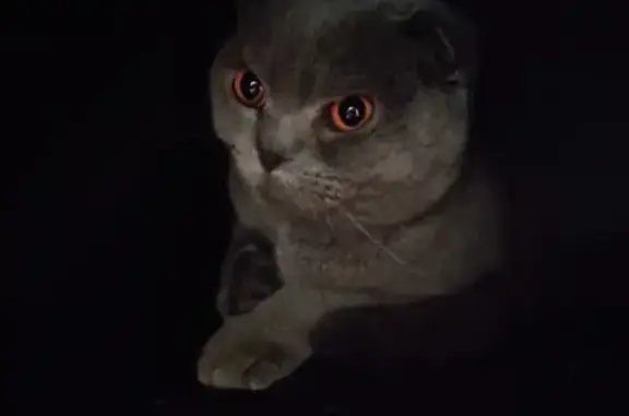 Найден серый кот на ул. Журнальная, Ростов-на-Дону.
