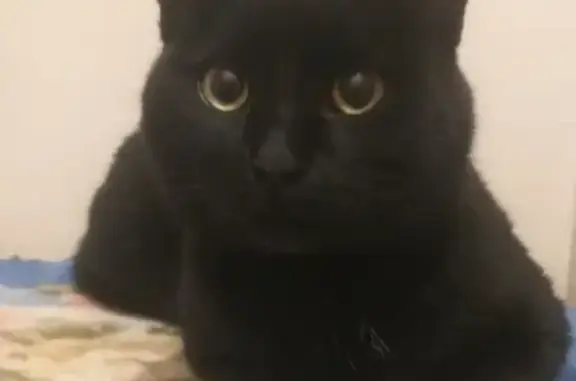 Пропал чёрный кот в Бадеево, г. Чехова.