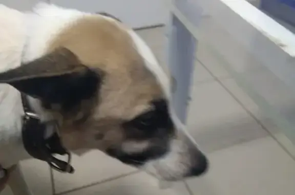 Найдена собака в Воронеже, на ул. Остужева