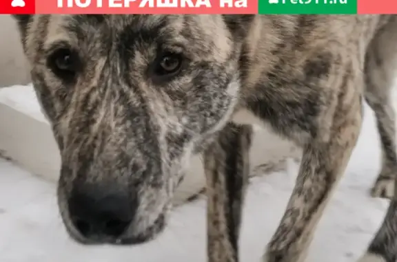 Найден ухоженный пёс на улице Волкова, Казань