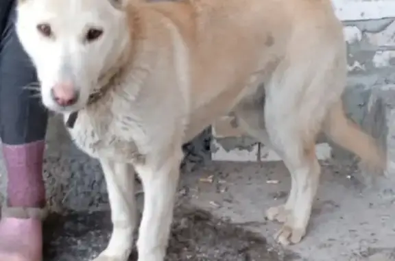 Собака найдена на Прибрежной, ищем хозяина