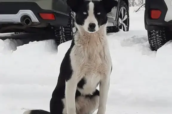 Найдена собака на ул. Полушкина Роща в Ярославле