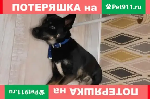 Найдена собака на Кипарисовой 4 в Калининграде