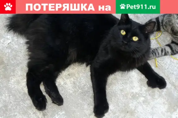 Пропала кошка Муха в Солдатском, Белгородская область