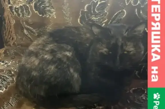Домашняя кошка найдена на ул. Ленина, 54