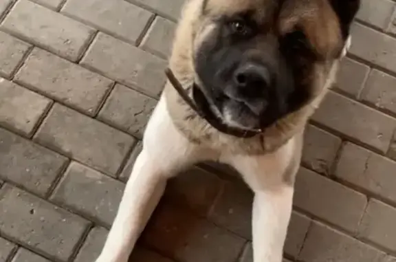 Пропала собака в Чепелево, Московская область