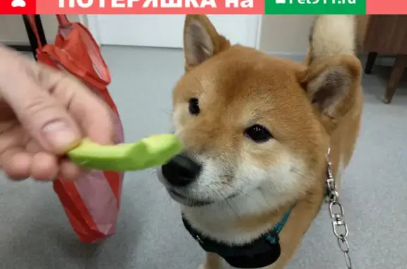 Собаки потеряшки, Санкт-Петербург, фото: Потеряшка мальчик-собака на 11 линии Васильевского острова