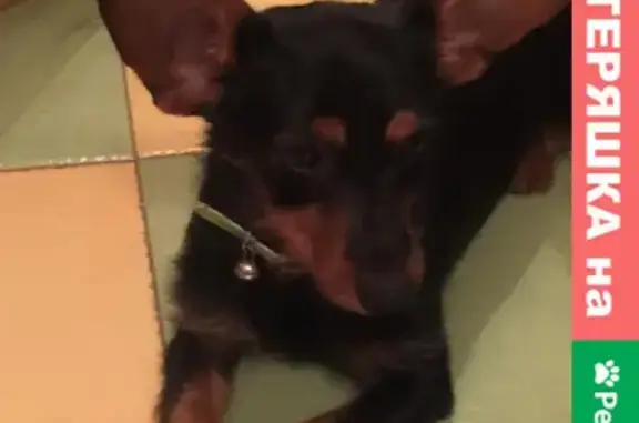 Найденные животные Ростов-на-Дону, фото: Найдена породистая щеночка на ул. Народного Ополчения, 89