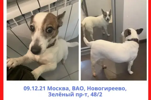 Найдена собака в Новогиреево, нужны хозяевы!