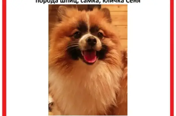Пропала собака на Советской улице в Константиново