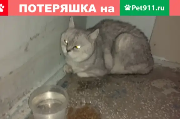 Найдена породистая кошка на Чкалова 135