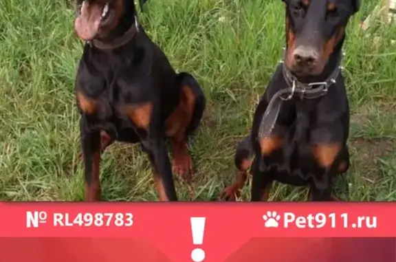 Собаки потеряшки, Калининград, фото: Потеряшка собака в Круглово, Логвино: доберманы, чип, без ошейника.