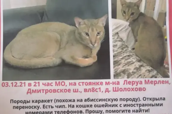 Пропала кошка на Дмитровском шоссе