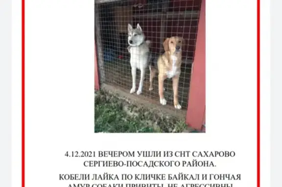 Пропала собака в СНТ «Сахарово», Сергиево-Посадский округ