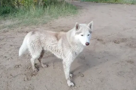 Пропала собака Рэм в Районе СНТ Волжская заводь